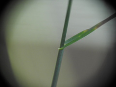 Poa nemoralis