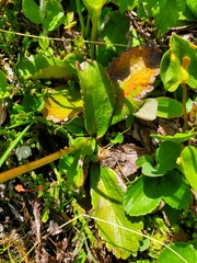 Leptarrhena pyrolifolia