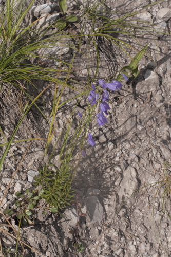 Image of Campanula cespitosa by no rights reserved