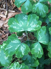 Phytomyza minuscula group