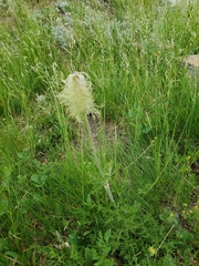Pulsatilla occidentalis