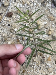 Asclepias