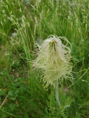 Pulsatilla occidentalis