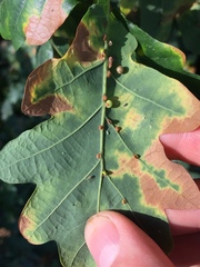 Neuroterus anthracinus