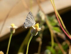 Hypolycaena philippus