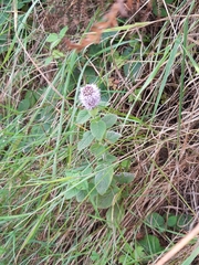Mentha aquatica