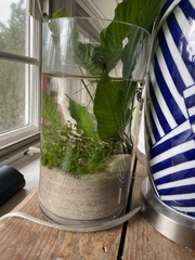 Bolbitis heteroclita