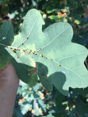 Neuroterus anthracinus