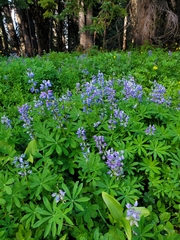 Lupinus arcticus