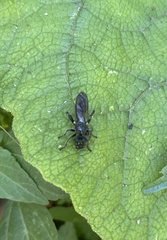 Laphria canis
