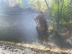 Bolbitis heteroclita