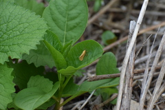 Virbia aurantiaca