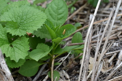 Virbia aurantiaca