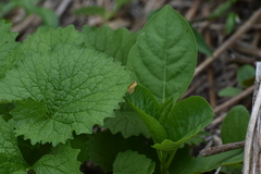 Virbia aurantiaca