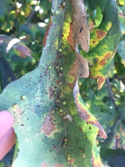 Neuroterus anthracinus