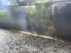 Bolbitis heteroclita