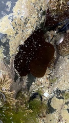 Actinia equina