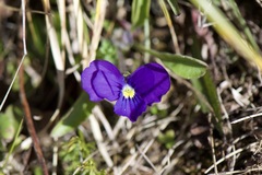 Viola tricolor
