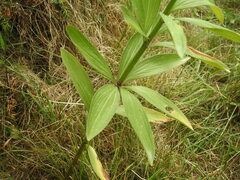 Lilium martagon