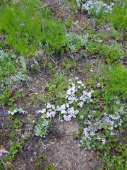 Phlox diffusa