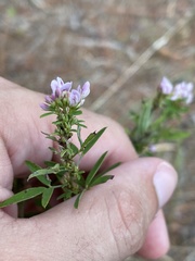 Lespedeza