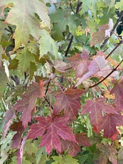 Acer
