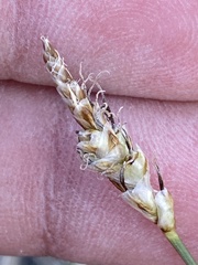 Carex filifolia