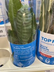 Bolbitis heteroclita