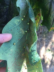 Neuroterus anthracinus