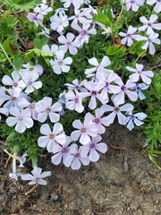Phlox diffusa