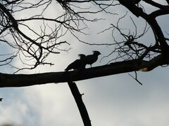 Corythaixoides concolor