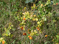 Rosa rubiginosa