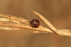 Bagrada hilaris