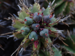 Euphorbia pulvinata