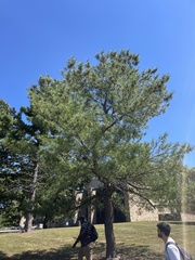 Pinus thunbergii
