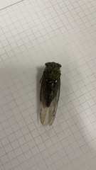 Neotibicen pruinosus