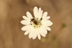 Sphaerophoria sulphuripes