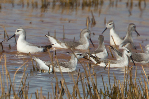 Wilson's Phalarope
