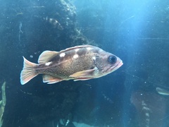 Sebastes umbrosus
