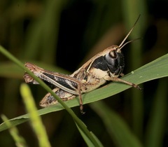 Boopedon flaviventris