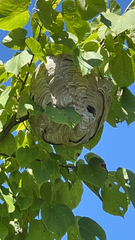 Dolichovespula maculata