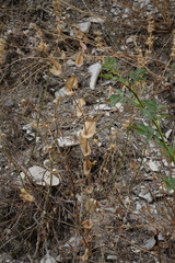 Bupleurum rotundifolium