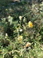 Sonchus arvensis uliginosus