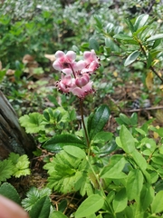 Chimaphila umbellata
