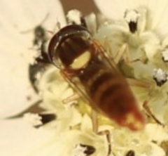 Sphaerophoria sulphuripes