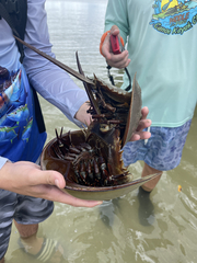 Limulus polyphemus