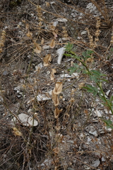 Bupleurum rotundifolium