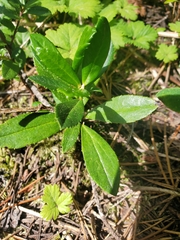 Chimaphila umbellata