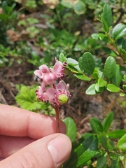 Chimaphila umbellata