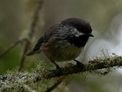 Poecile hudsonicus